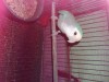 Lovebird male
